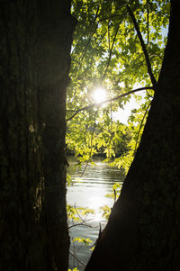 Sun shining through trees in lake