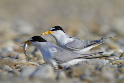 The little tern nesting on the drava river