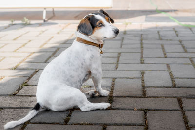 The dog walks in a collar sits on the sidewalk. side view.