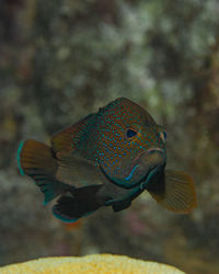 Close-up of fish swimming in aquarium