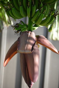 Close-up of leaves against blurred background
