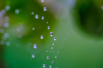 Close-up of water drops on leaf