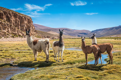 Horses standing on landscape against cloudy sky