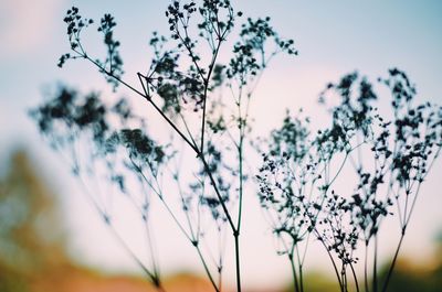 Close-up of plants against sky