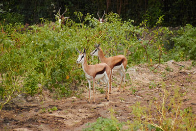 Deer standing in a field