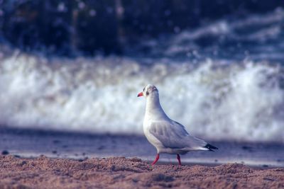 Seagull flying over white background