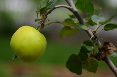 Close-up of fruits on tree