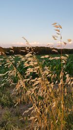 Close-up of crops growing on field against sky