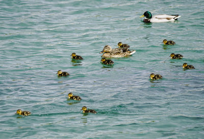 Mallard ducks with ducklings swimming on lake