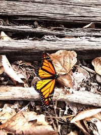 High angle view of butterfly on flower