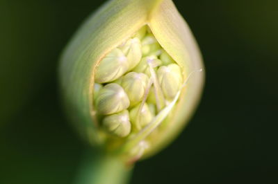 Close-up of plant pod