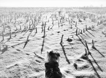 Shadow of dog standing on field against sky