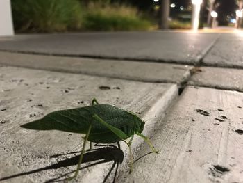 Close-up of insect on leaf