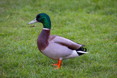 Close-up of duck on field