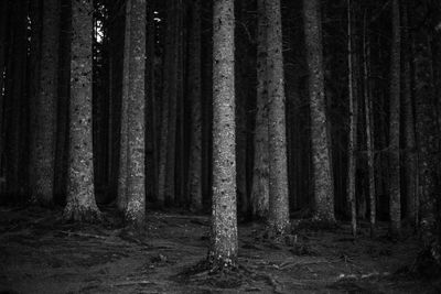 Trees growing in forest