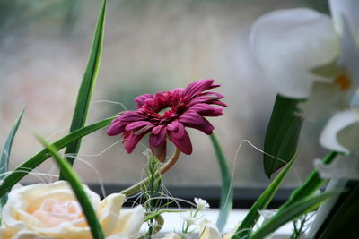 Close-up of flower blooming outdoors