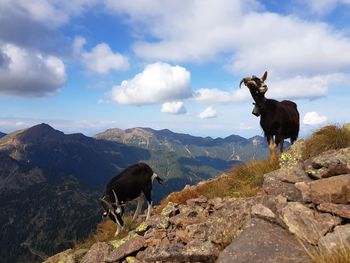 View of a goat on landscape against mountain range