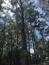 Low angle view of trees against sky