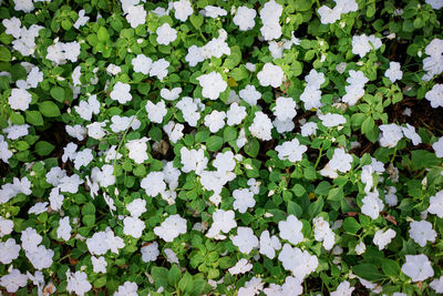 High angle view of white flowering plants