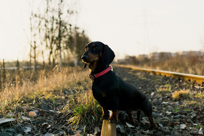 Dog looking away on field