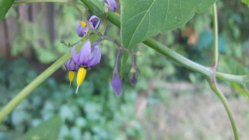 Close-up of fresh flowers blooming in plant