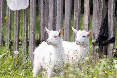 Sheep in a field