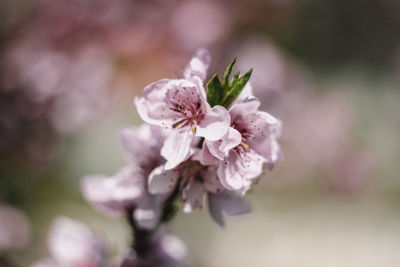 Close-up of pink cherry blossom