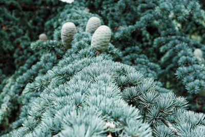 Close-up of pine tree 