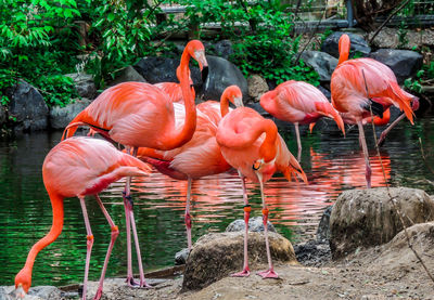 View of birds on rock by lake