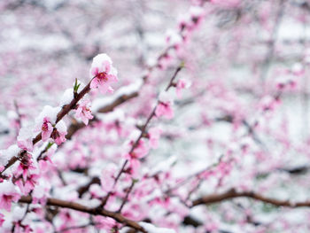 Close-up of pink cherry blossom