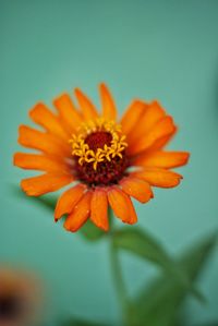 Close-up of orange flower