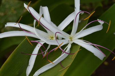 Close-up of insect on plant