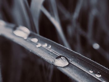 Close-up of water drops on plant