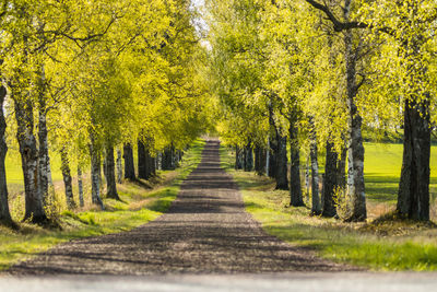 Road amidst trees in forest