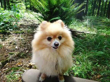 Close-up portrait of dog