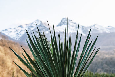 Close-up of plant growing on field against sky