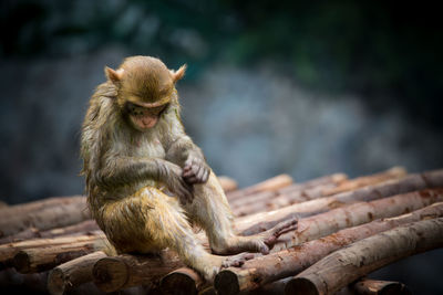 Monkey sitting on wood