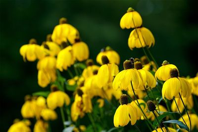 Close-up of yellow flowers against blurred background