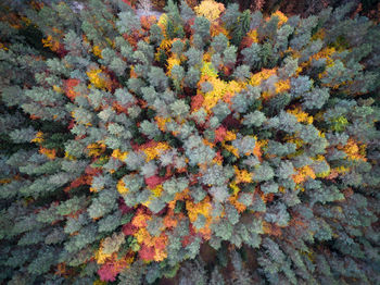 Full frame shot of orange flower tree