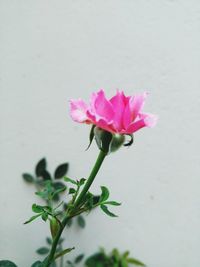 Close-up of pink flowers blooming outdoors