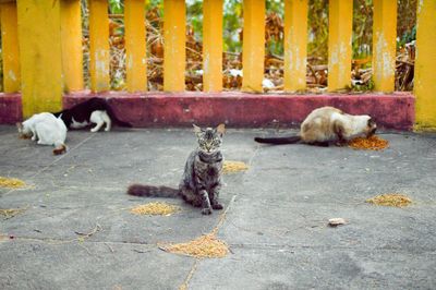 Stray cats on footpath