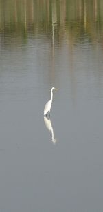 Swan swimming in lake