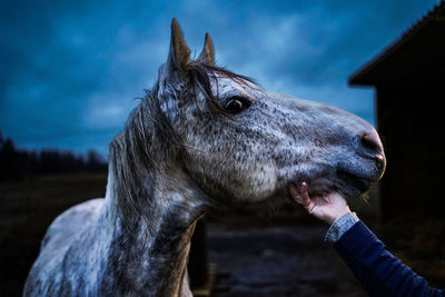 Close-up of horse