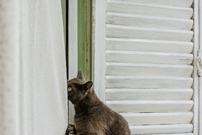 Nice silver gray cat, has fun playing with the white curtains of the house window