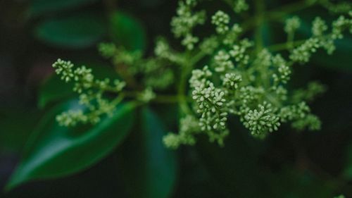 Close-up of flowers