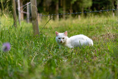 View of a cat on grass