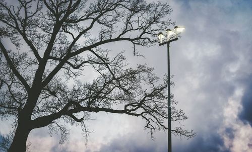 Low angle view of bird perching on bare tree against sky