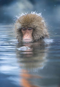 Portrait of a monkey swimming in lake