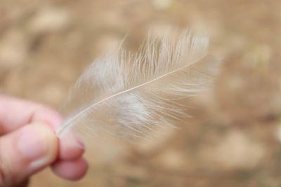 Close-up of hand holding leaf