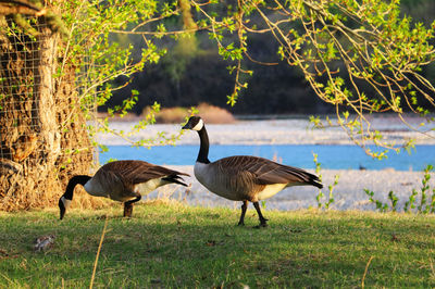 Birds on field